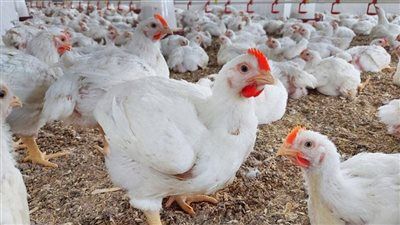 مفاجأة بأسعار الفراخ.. تقلبات السوق تكشف تفاصيل جديدة - الخليج الان