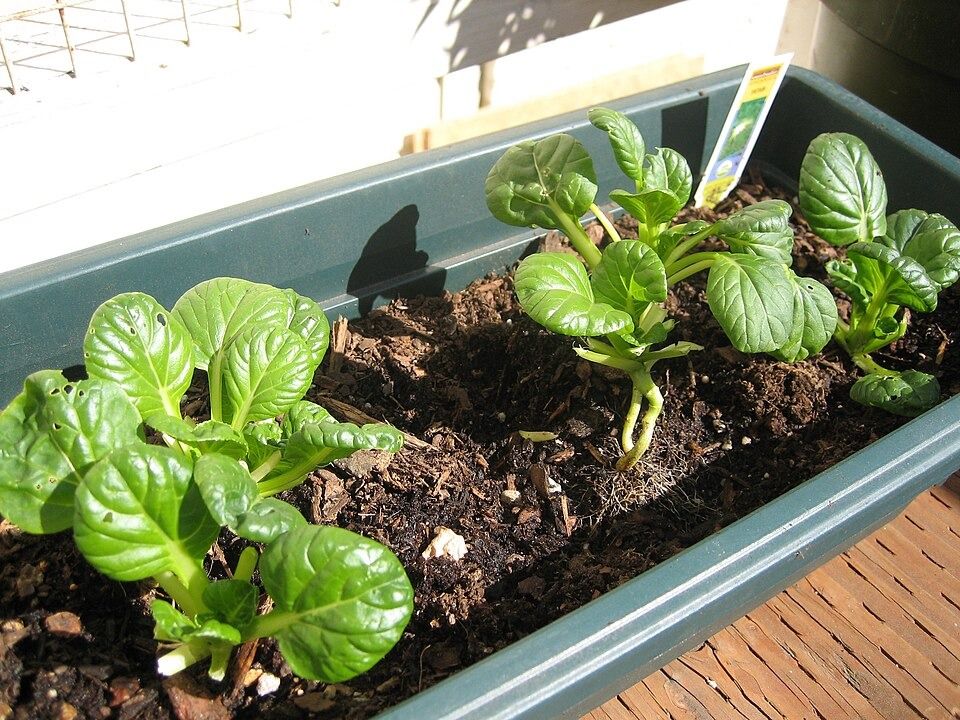 أغلى خضار في العالم.. من رمز البساطة إلى رفاهية تفوق الذهب - الخليج الان