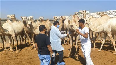 الزراعة تواصل حملات الكشف المبكر عن الأمراض المشتركة بين الإنسان والحيوان خلال سبتمبر - الخليج الان