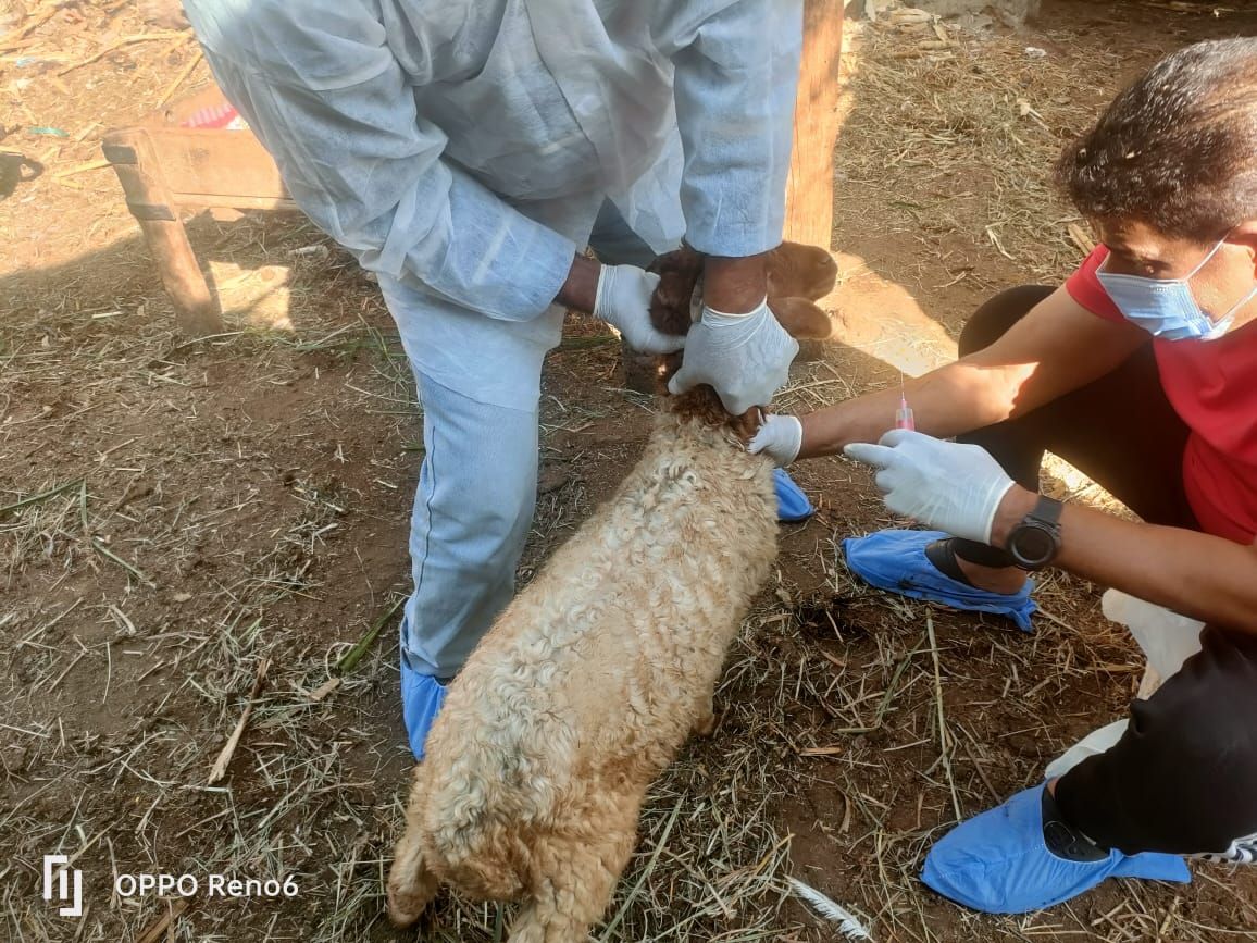 الزراعة تواصل حملات الكشف المبكر عن الأمراض المشتركة بين الإنسان والحيوان خلال سبتمبر - الخليج الان