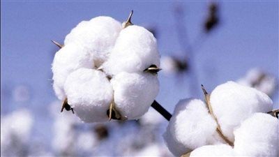 من الحقل إلى العالم.. القطن ركيزة اقتصادية لدول الجنوب وأمل في مواجهة التحديات - الخليج الان