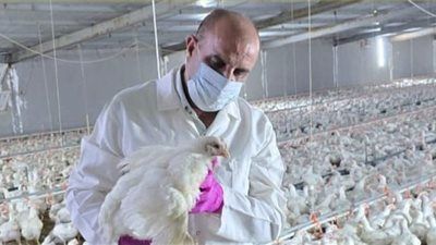 نفوق 12 ألف طائر.. العراق يسجل إصابات بإنفلونزا الطيور بين الدواجن - الخليج الان