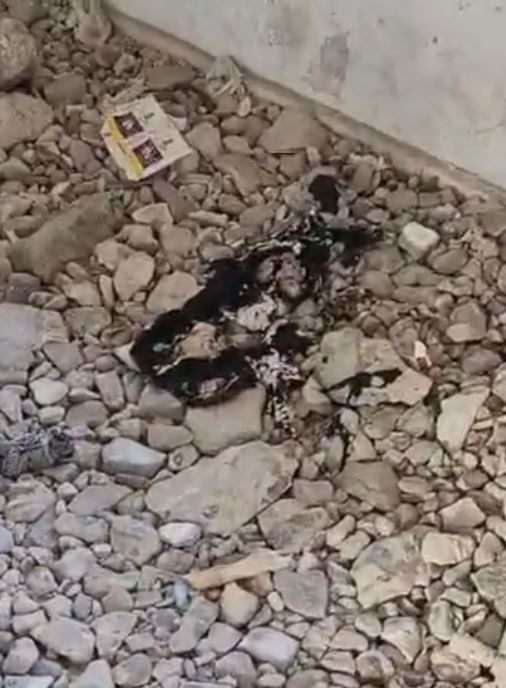 ننشر الصور الأولى من داخل منزل جريمة المنشار بالإسماعيلية.. صور - الخليج الان