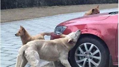 نقابة الأطباء البيطريين: لا يوجد حصر لأعداد كلاب الشوارع والرقم المتداول غير دقيق - الخليج الان