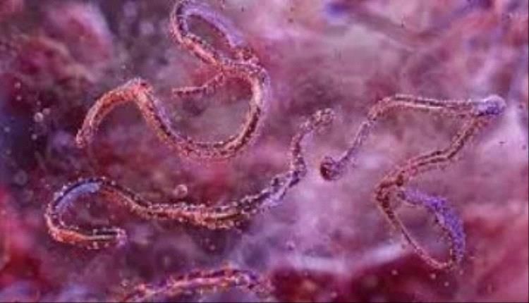 فيروس ماربورغ.. كيف تنتقل العدوى؟ وطرق الوقاية