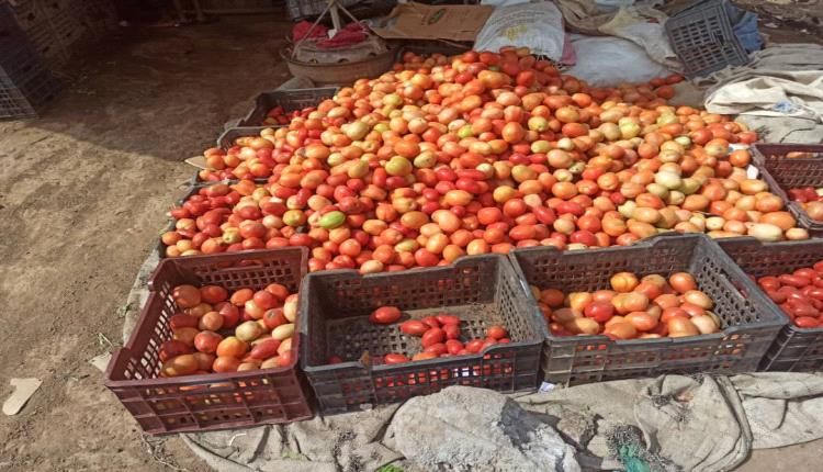 انخفاض باسعار الطماطم في اسواق لحج