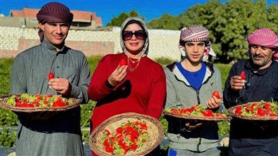 انطلاق موسم الحصاد الذهب الأحمر.. الفراولة تعزز الاستثمار والسياحة الزراعية بالإسماعيلية - الخليج الان