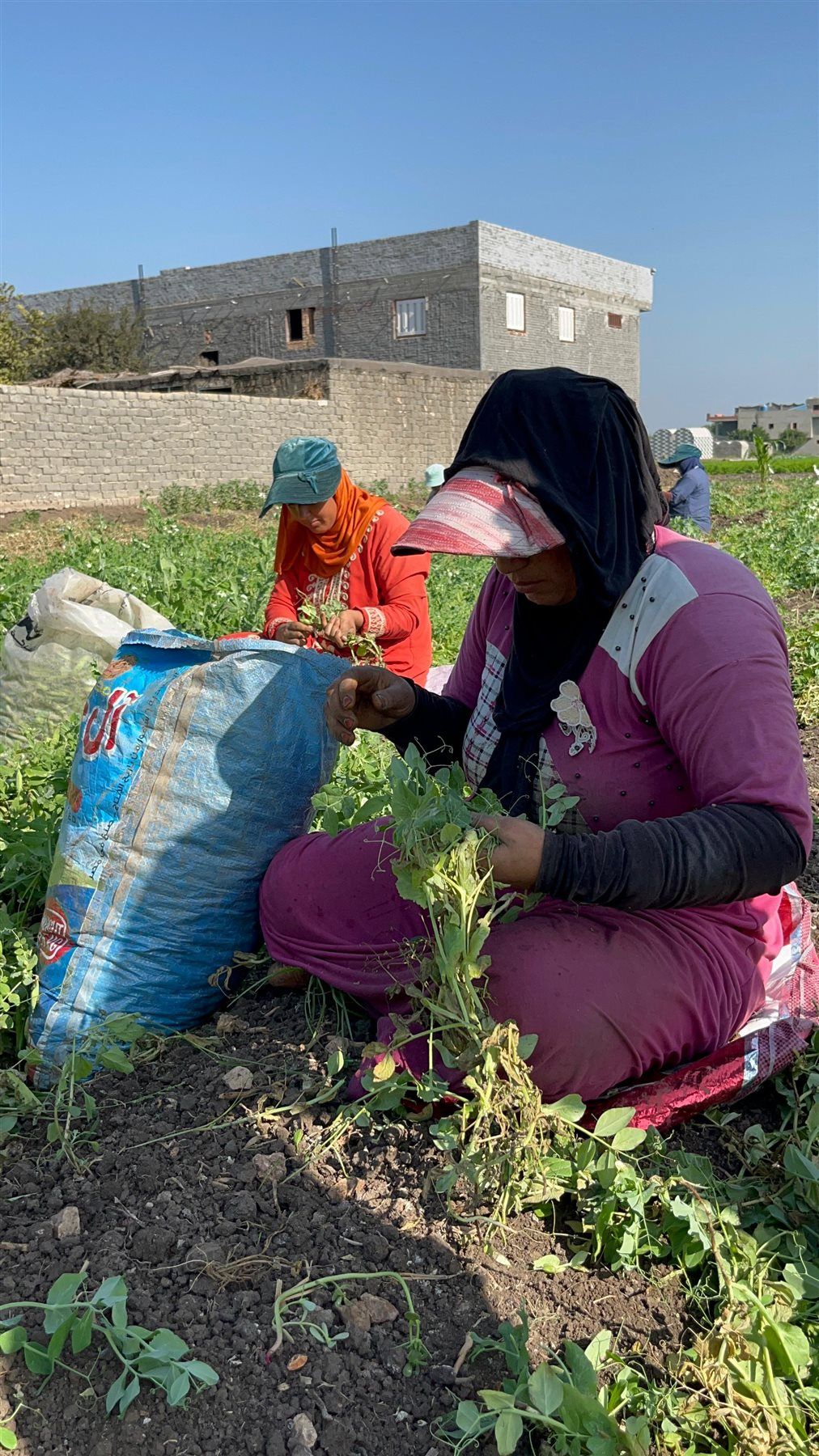 ستات كفر الشيخ .. بطلات خلف الستار يحملن البيوت على أكتافهن - الخليج الان