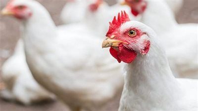 هبوط جديد في أسعار الدواجن والبيض اليوم الاثنين - الخليج الان