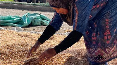 ستات كفر الشيخ .. بطلات خلف الستار يحملن البيوت على أكتافهن - الخليج الان