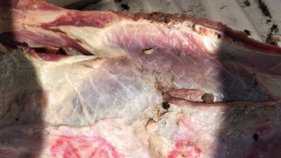 ضبط 55 كجم لحوم بلدية غير صالحة للإستهلاك الآدمي بالمنوفية - الخليج الان