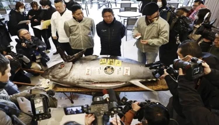 "تونة بـ3.2 مليون دولار".. سمكة عملاقة تحقق رقما قياسيا في طوكيو