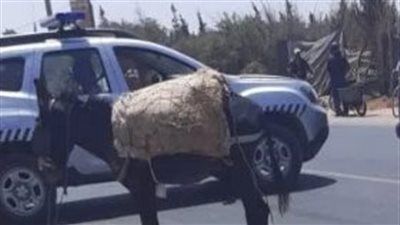 مات من الصدمة.. تفاصيل مصرع طفل عضه حمار بمركز مغاغة بالمنيا - الخليج الان