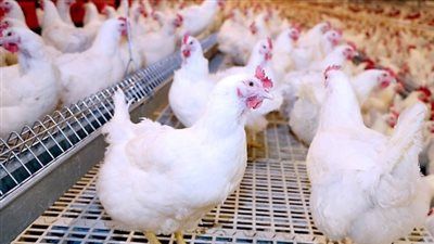 الزيني: لا مبرر للقلق ..المعروض كاف ولا توقعات من وصول سعر الدواجن 90 جنيهًا قبل رمضان - الخليج الان