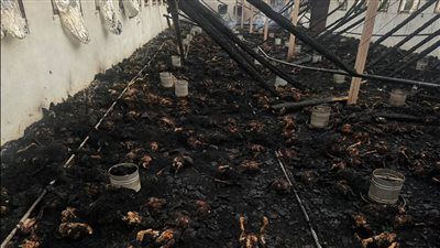 الدفع بـ ١٦ سيارة اطفاء للسيطرة على حريق مزرعة دواجن بالغربية - الخليج الان