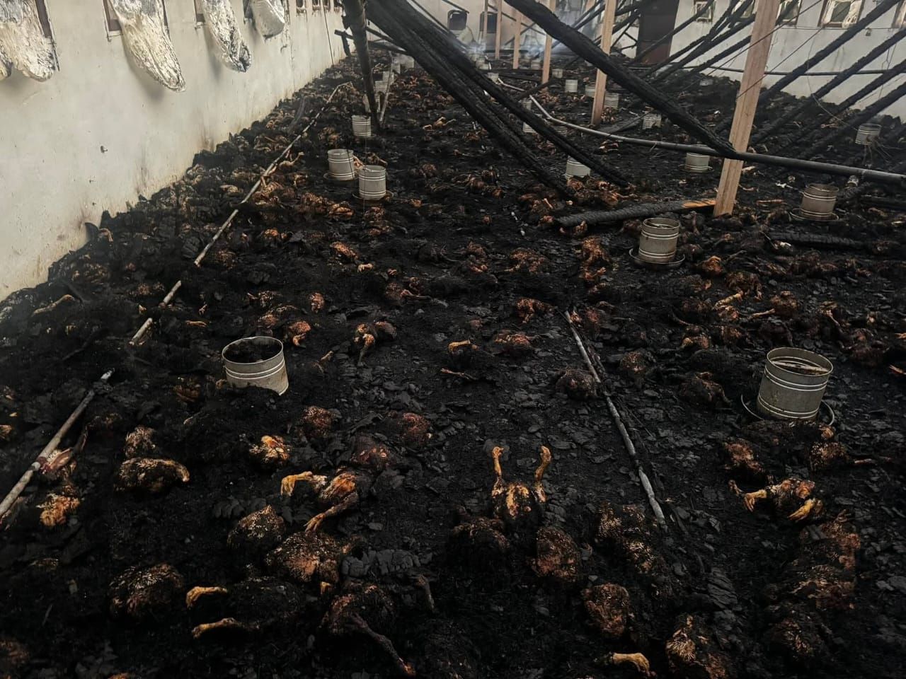 الدفع بـ ١٦ سيارة اطفاء للسيطرة على حريق مزرعة دواجن بالغربية - الخليج الان