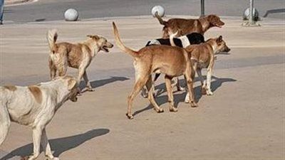 ما بين الرفق بالحيوان والخطر الإنساني.. الكلاب الضالة في شوارع تثير جدل مجتمعي - الخليج الان