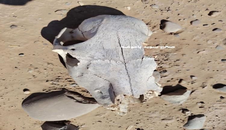 شبوة.. مواطن يعثر على رأس قعود الليل يعود لأكثر من 15 ألف عام ويعرضه للبيع بـ 88 الف دولار