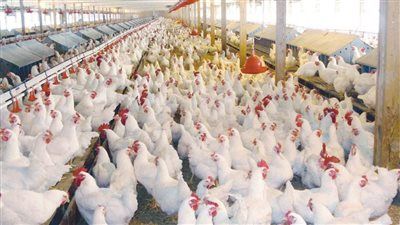 تراجع أسعار الدواجن في المزارع والأسواق بعد انتهاء أعياد الميلاد - الخليج الان