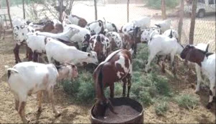 اختتام دورة تدريبية بسيئون في مجال تربية الأغنام