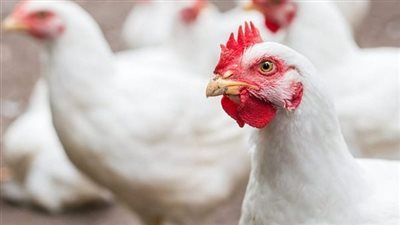 سعر الفراخ البيضاء اليوم في القليوبية.. اعرف الكيلو وصل كام بالأسواق - الخليج الان