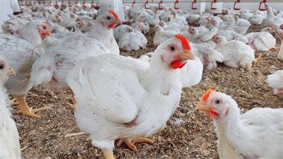 أزمة أسعار الدواجن تفرض نفسها على مائدة رمضان.. موجة صعود مفاجئة وآمال بانفراجة قريبة - الخليج الان