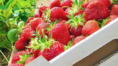 صادرات الفراولة تقود الزراعة المصرية إلى صدارة الأسواق العالمية وتدعم استقرار الأسعار محليًا - الخليج الان