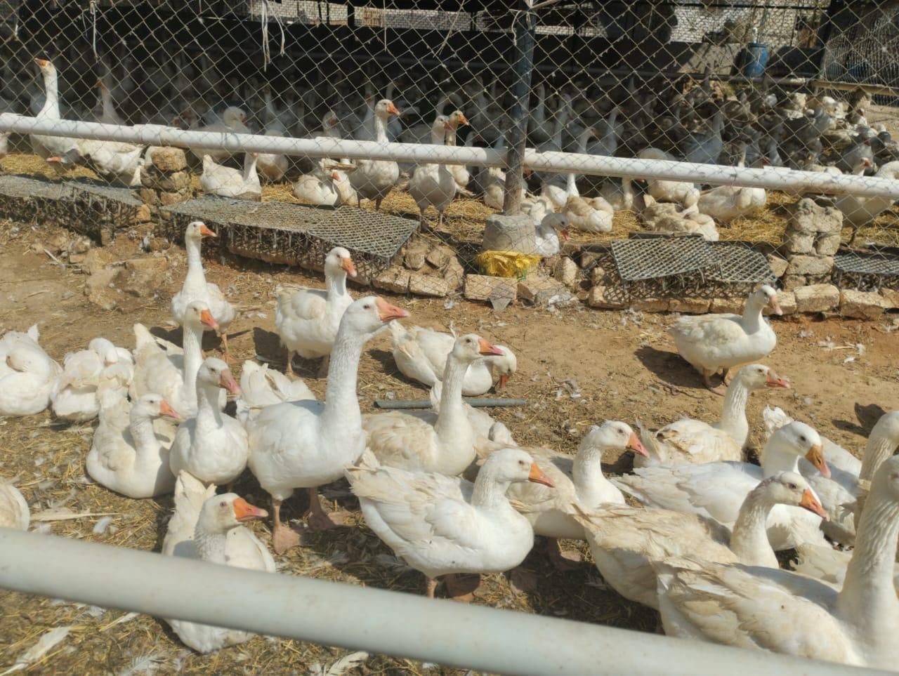 الزراعة: لا صحة لشائعات نفوق الدواجن.. وزيادة الإنتاج إلى 1.6 مليار طائر و16 مليار بيضة - الخليج الان