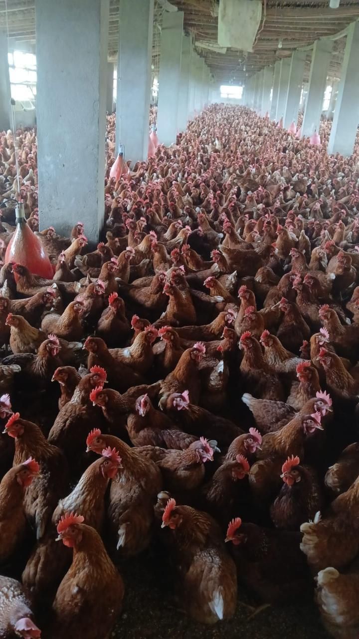 الزراعة: لا صحة لشائعات نفوق الدواجن.. وزيادة الإنتاج إلى 1.6 مليار طائر و16 مليار بيضة - الخليج الان