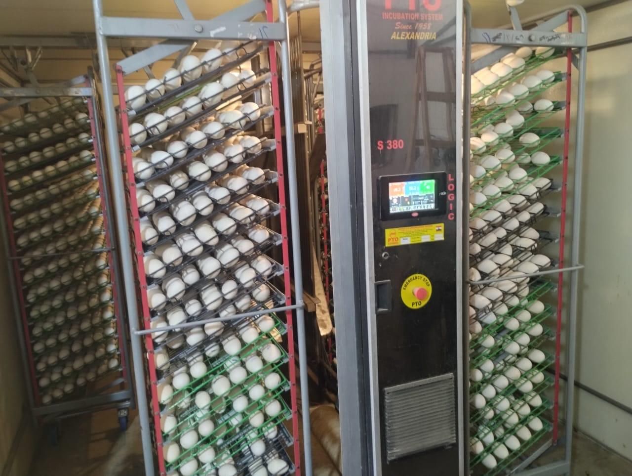 الزراعة: لا صحة لشائعات نفوق الدواجن.. وزيادة الإنتاج إلى 1.6 مليار طائر و16 مليار بيضة - الخليج الان