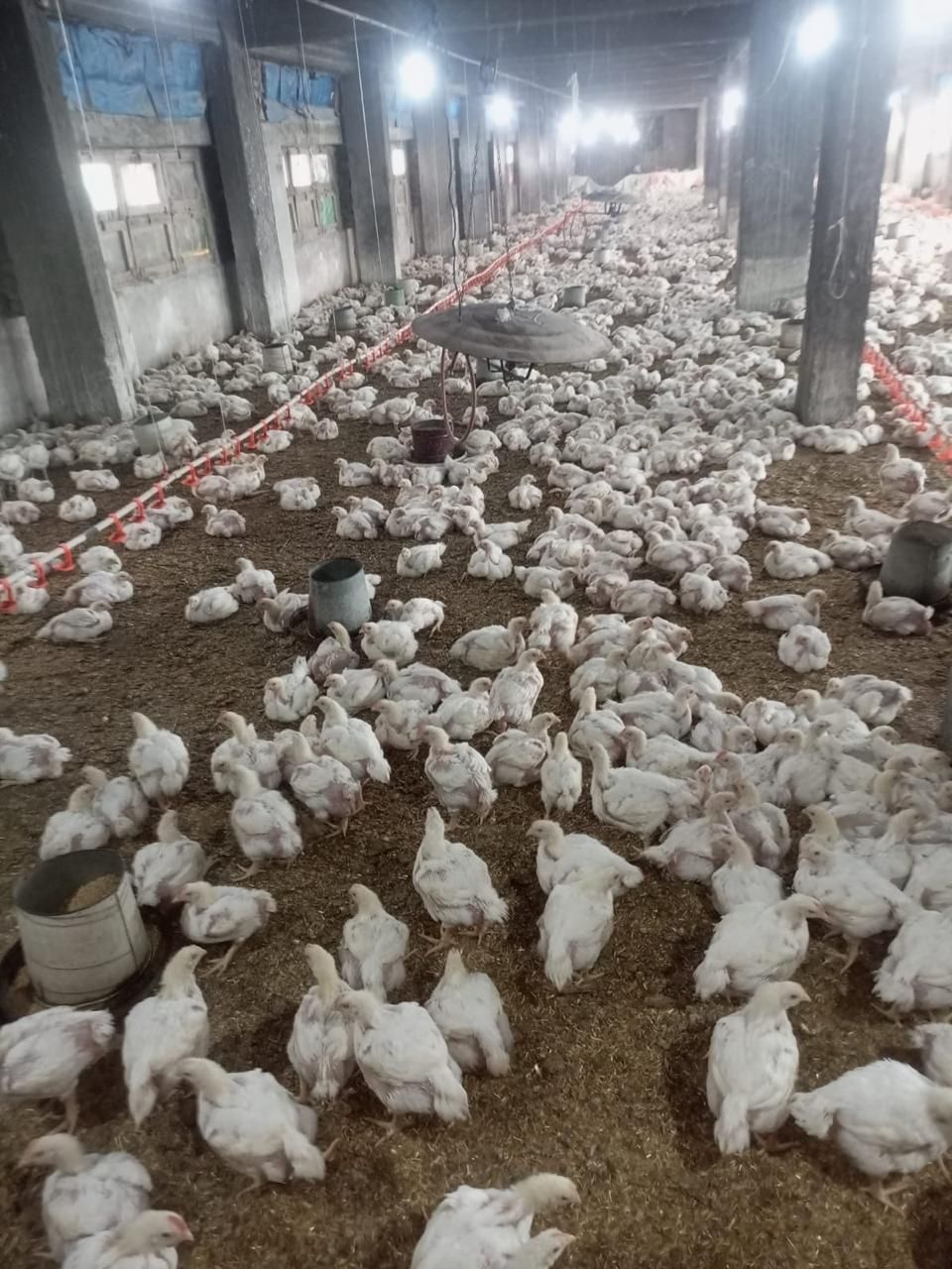 الزراعة: لا صحة لشائعات نفوق الدواجن.. وزيادة الإنتاج إلى 1.6 مليار طائر و16 مليار بيضة - الخليج الان