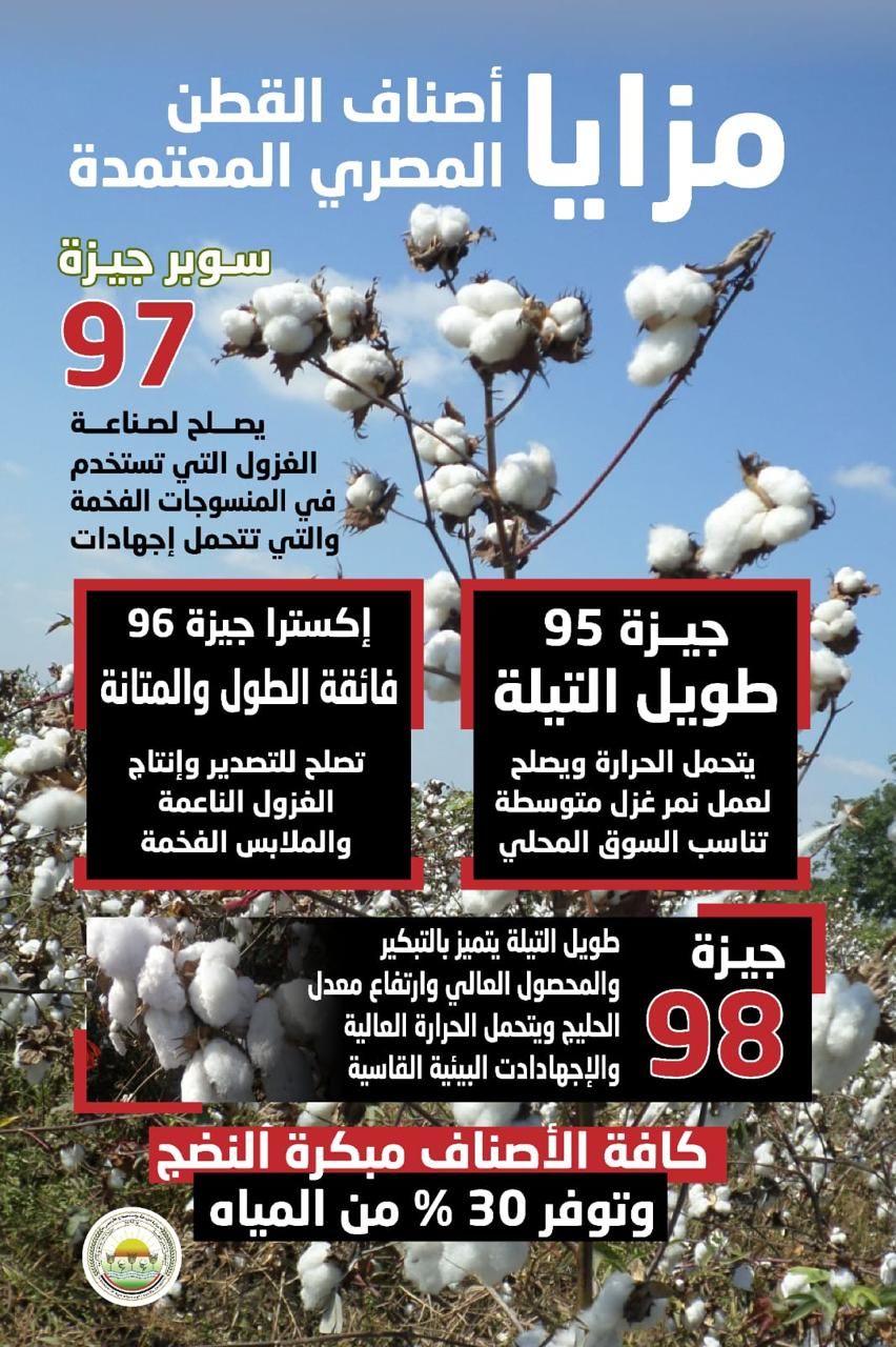 مبكرة النضج وموفرة للمياه.. "الزراعة" تعلن خريطة أصناف القطن المعتمدة لموسم 2026 - الخليج الان