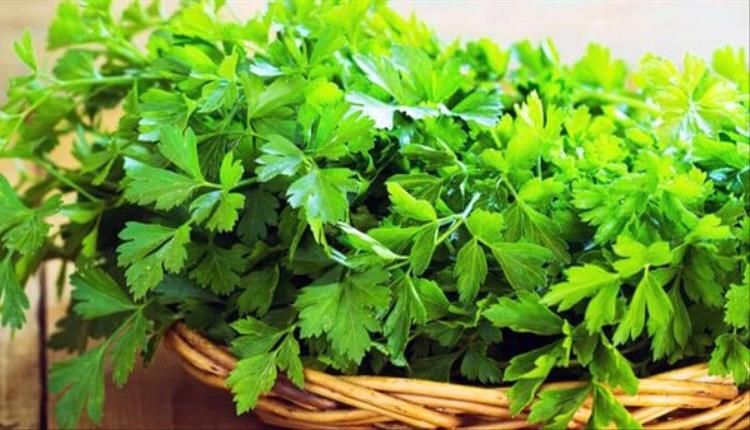 أبرزها البقدونس.. أعشاب تعزز الصحة العامة للجسم
