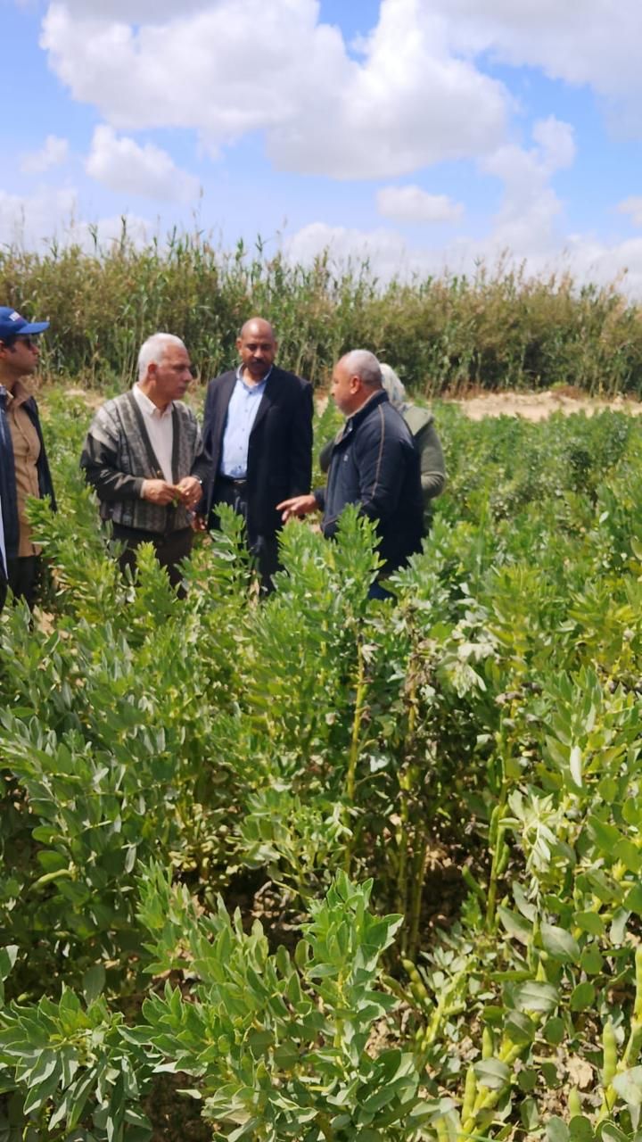 «الزراعة» تتابع إنتاج التقاوي والمحاصيل الاستراتيجية بمحطة النوبارية - الخليج الان