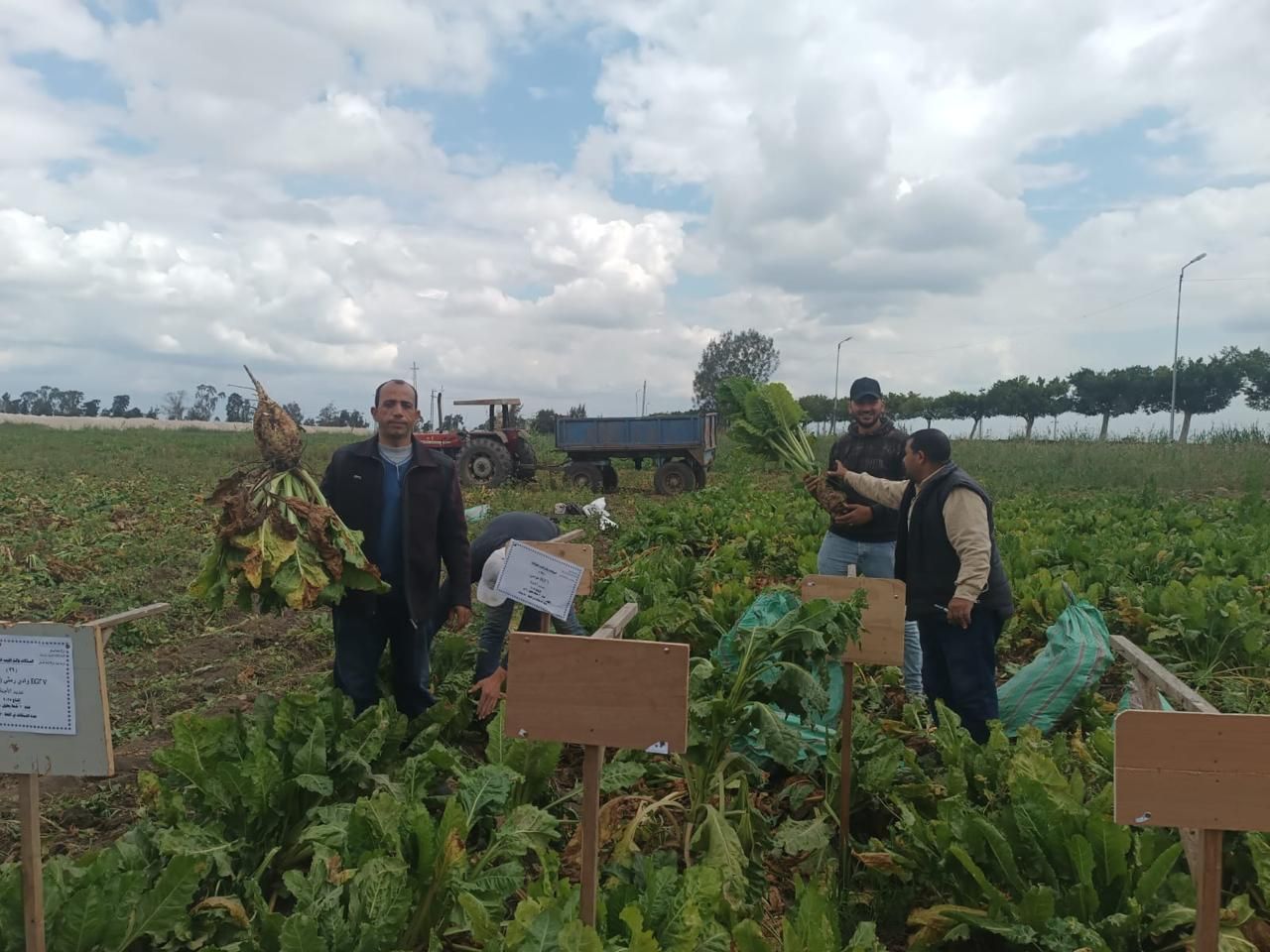 "البحوث الزراعية" يفتتح يومًا حقليًا لتقييم أصناف بنجر السكر بكفر الشيخ دعما للأمن الغذائي - الخليج الان