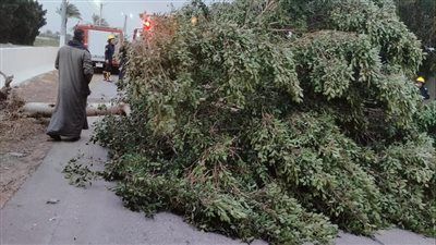 سقوط شجرة على طريق الفيوم – القاهرة عند “السبع نصب” يعيق حركة المرور - الخليج الان