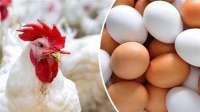تراجع جديد في أسعار الدواجن والبيض بداية تعاملات اليوم السبت - الخليج الان