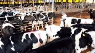 قانون الزراعة يفرض رقابة مشددة على الحجر البيطري للحيوانات المستوردة ومنتجاتها - الخليج الان