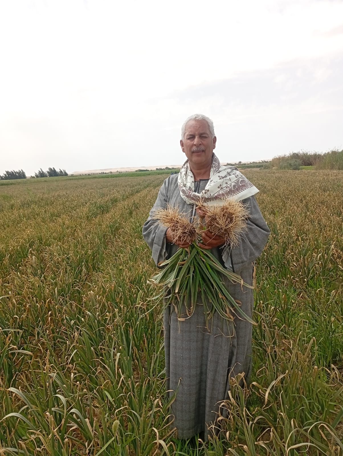نقيب الفلاحين:حالة مزارعي الثوم تصعب علي التجار - الخليج الان