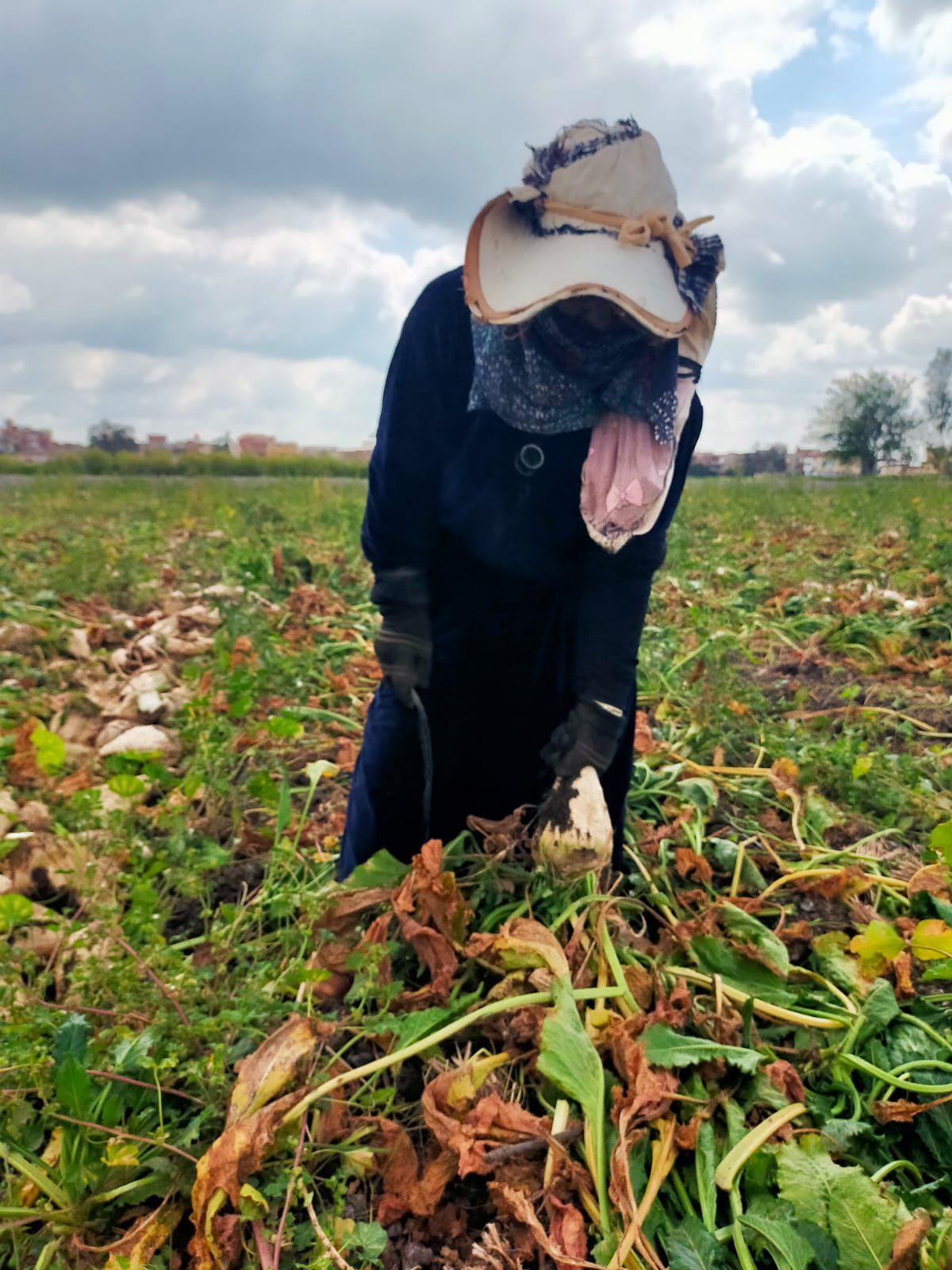 مفيش دخل تاني .. حكاية الحاجة هدي والعمل في الأراضي لإعالة أسرتها بكفر الشيخ - الخليج الان