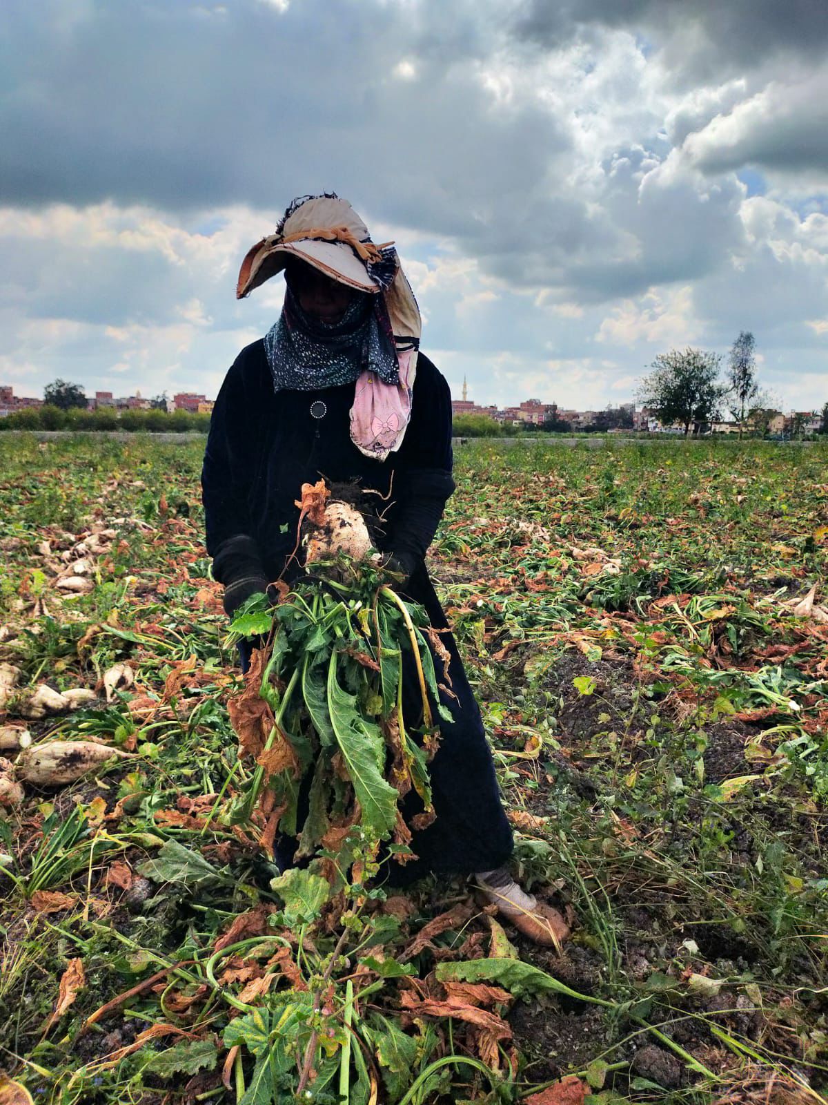 مفيش دخل تاني .. حكاية الحاجة هدي والعمل في الأراضي لإعالة أسرتها بكفر الشيخ - الخليج الان