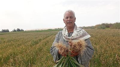 نقيب الفلاحين:حالة مزارعي الثوم تصعب علي التجار - الخليج الان