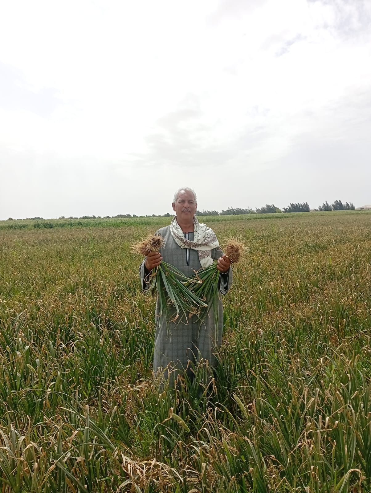 نقيب الفلاحين:حالة مزارعي الثوم تصعب علي التجار - الخليج الان