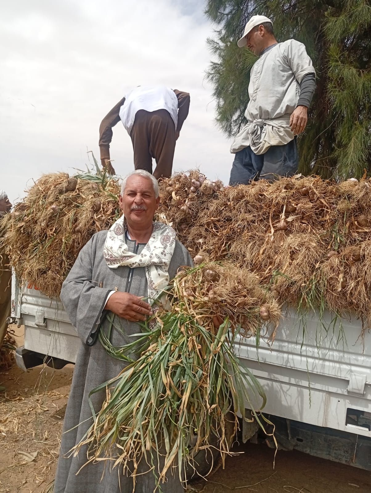 نقيب الفلاحين:حالة مزارعي الثوم تصعب علي التجار - الخليج الان