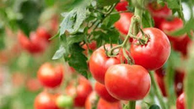 شعبة الخضروات: طرح كيلو الطماطم بـ 21.5 جنيه في المجمعات الاستهلاكية - الخليج الان