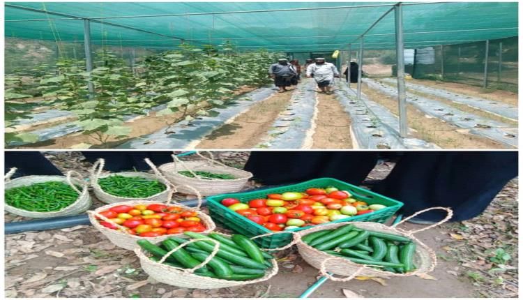 لحج.. مدير عام طور الباحة يقف على إنتاج الخضروات في المشاتل الزراعية
