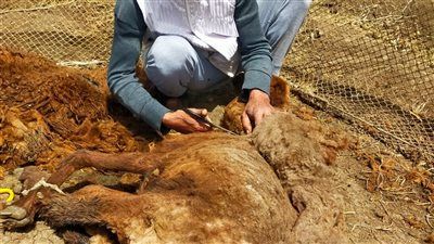 رزقه بين إيديه .. عم علي 40 عامًا من الكفاح في حلاقة الخرفان بكفرالشيخ - الخليج الان