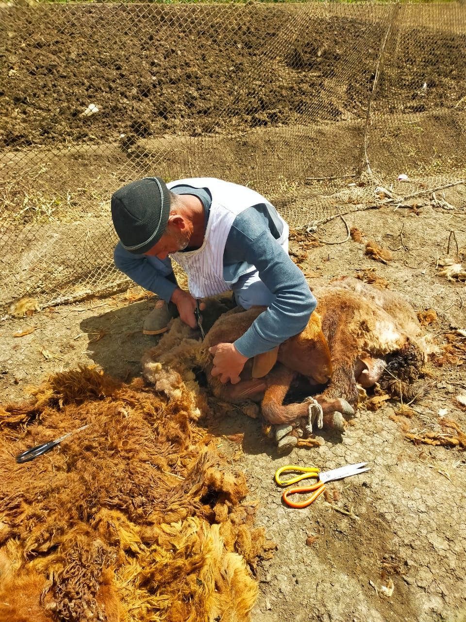 رزقه بين إيديه .. عم علي 40 عامًا من الكفاح في حلاقة الخرفان بكفرالشيخ - الخليج الان