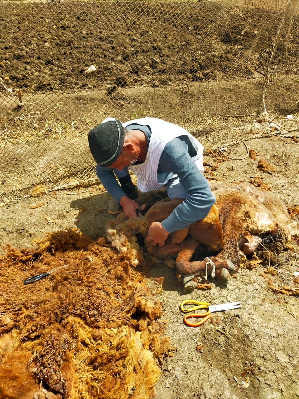 رزقه بين إيديه .. عم علي 40 عامًا من الكفاح في حلاقة الخرفان بكفرالشيخ - الخليج الان
