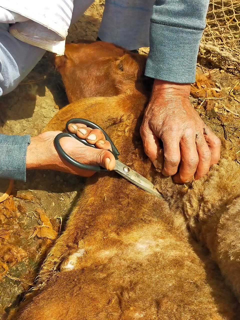 رزقه بين إيديه .. عم علي 40 عامًا من الكفاح في حلاقة الخرفان بكفرالشيخ - الخليج الان